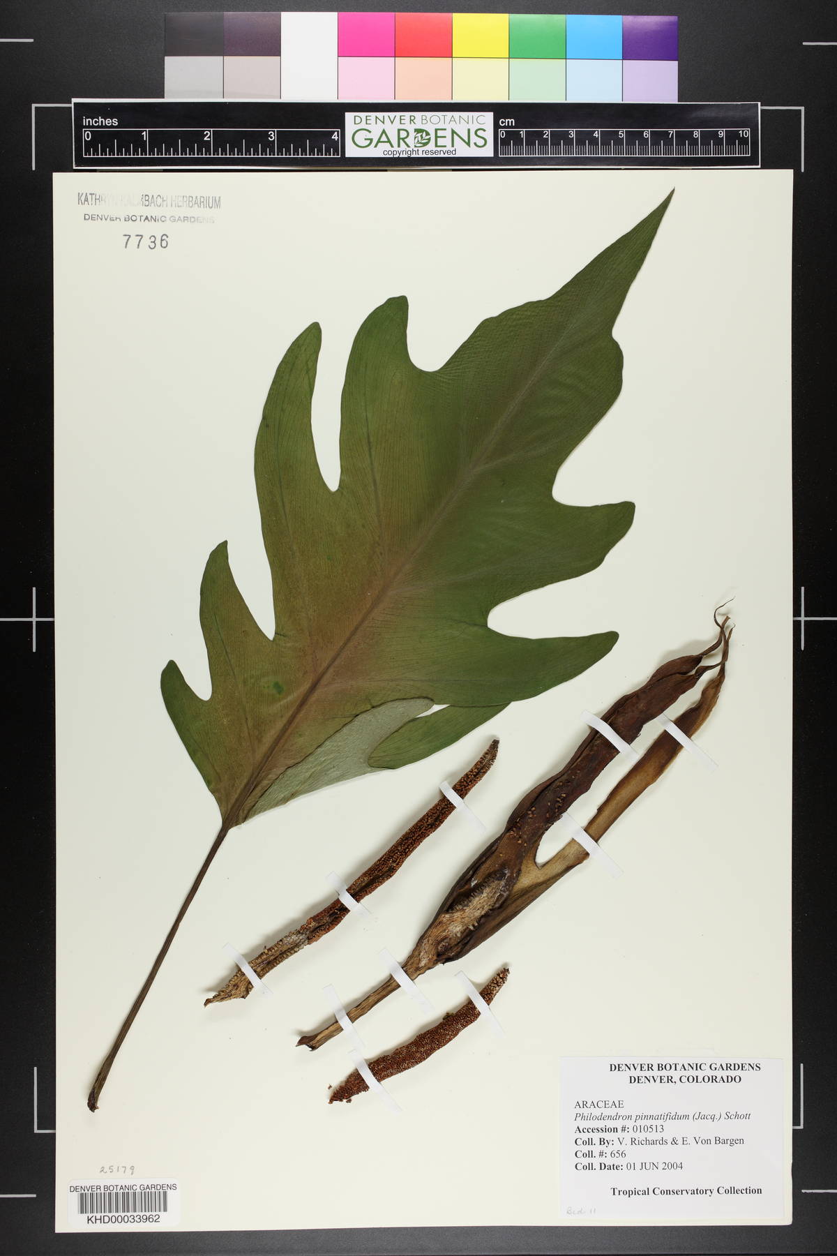 Philodendron pinnatifidum image