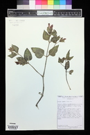 Mirabilis multiflora image