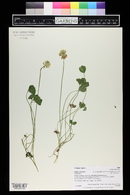 Trifolium repens image