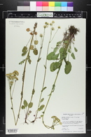 Packera pseudaurea image