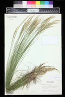 Stipa caragana image