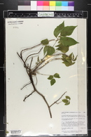 Toxicodendron rydbergii image