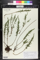 Artemisia dracunculus image