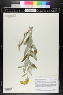 Verbesina encelioides image