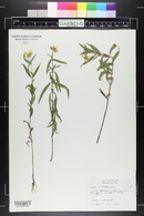 Heliomeris multiflora image