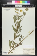 Heliomeris multiflora image