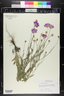 Xeranthemum annuum image