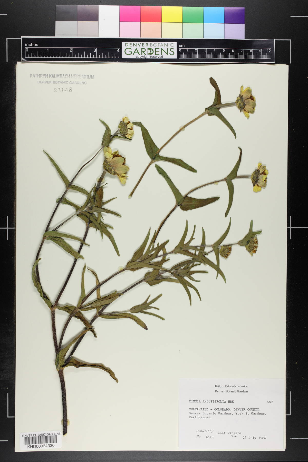 Zinnia angustifolia image