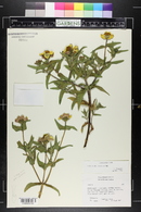 Zinnia angustifolia image