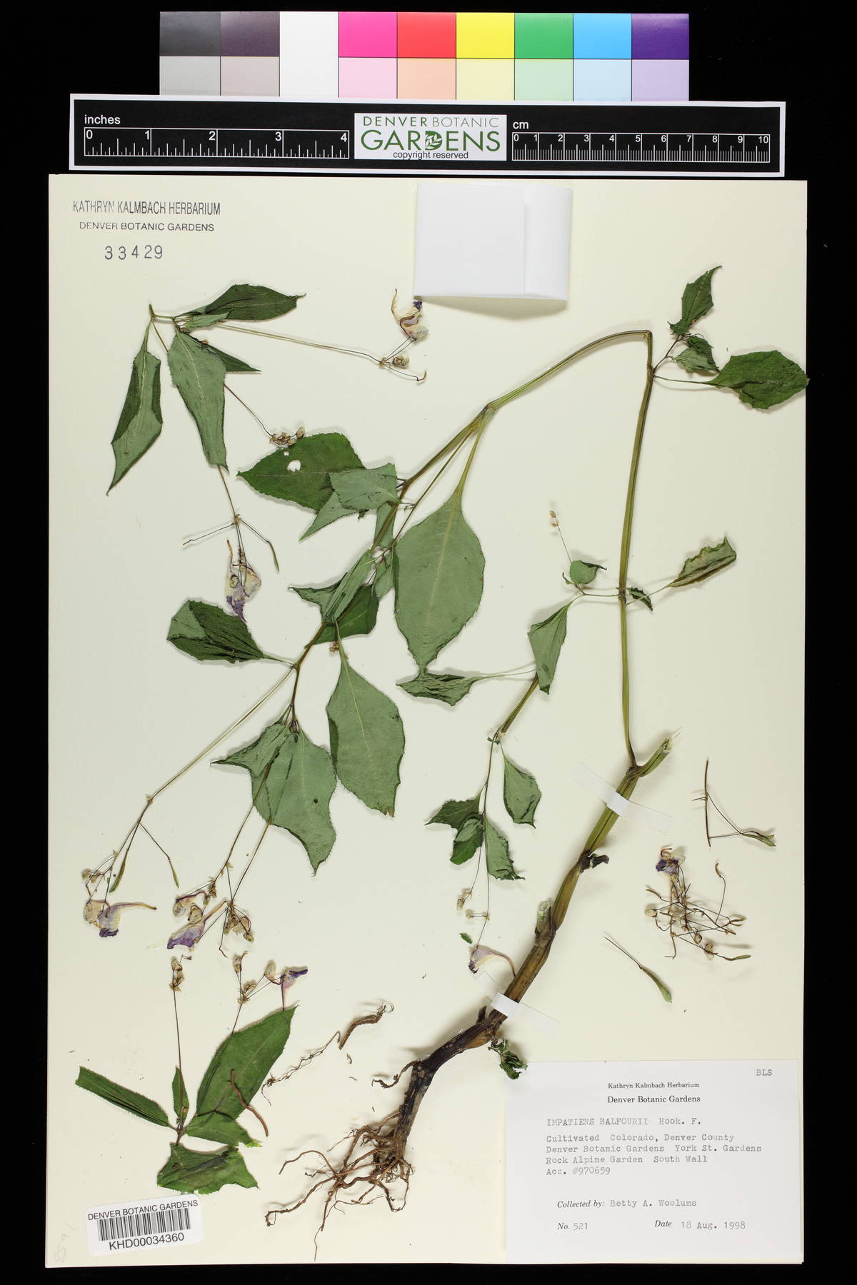 Impatiens balfourii image