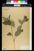 Impatiens pallida image