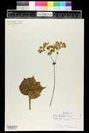 Image of Begonia carrieae