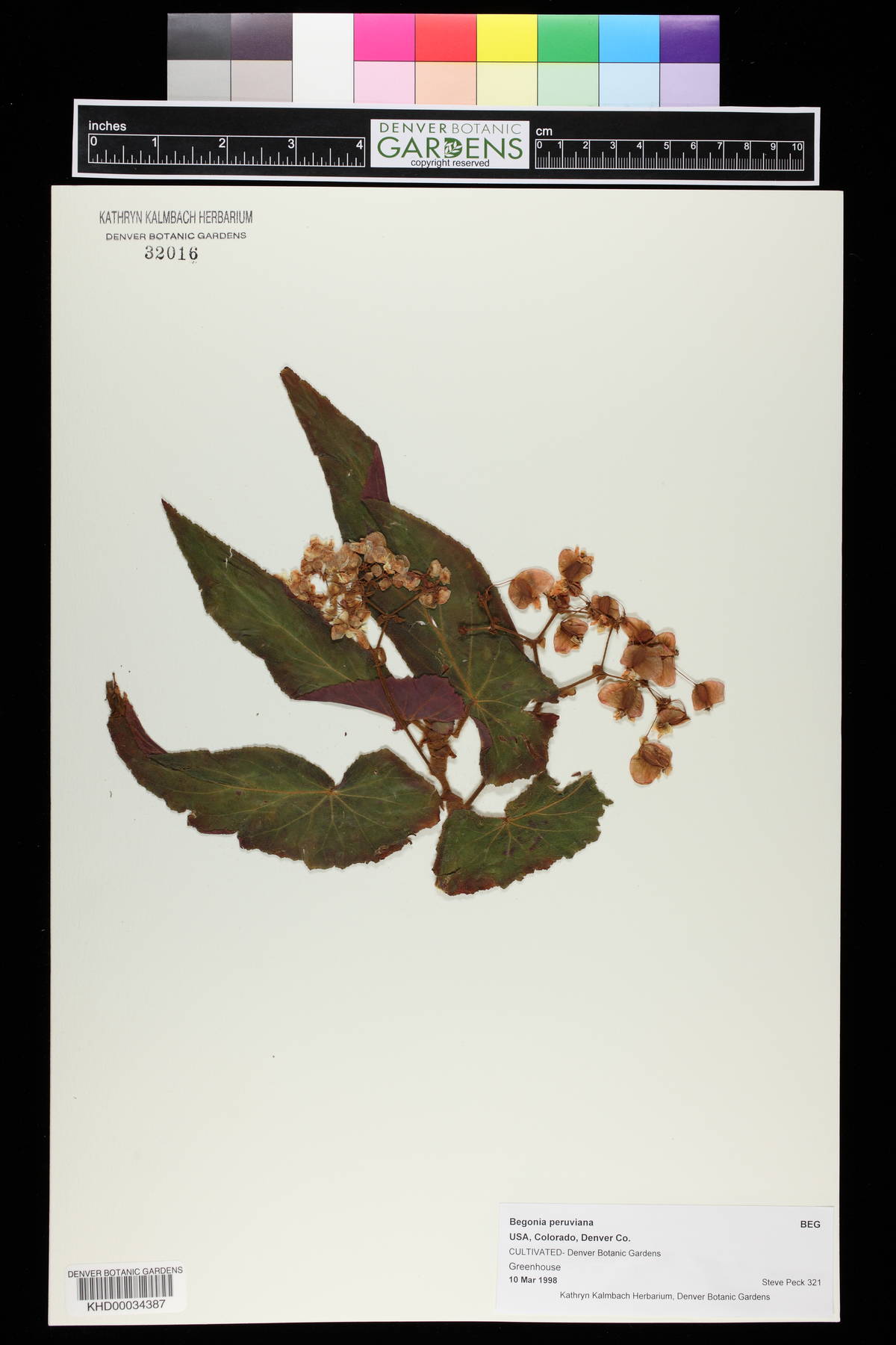 Begonia peruviana image