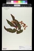 Begonia peruviana image