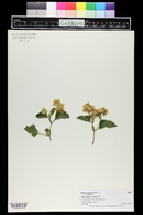 Begonia semperflorens image