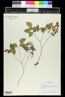 Epimedium alpinum image