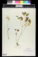 Epimedium grandiflorum image