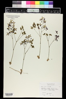 Epimedium rubrum image