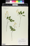 Epimedium x youngianum image