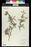 Alloberberis trifoliolata image