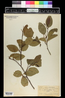 Alnus oblongifolia image