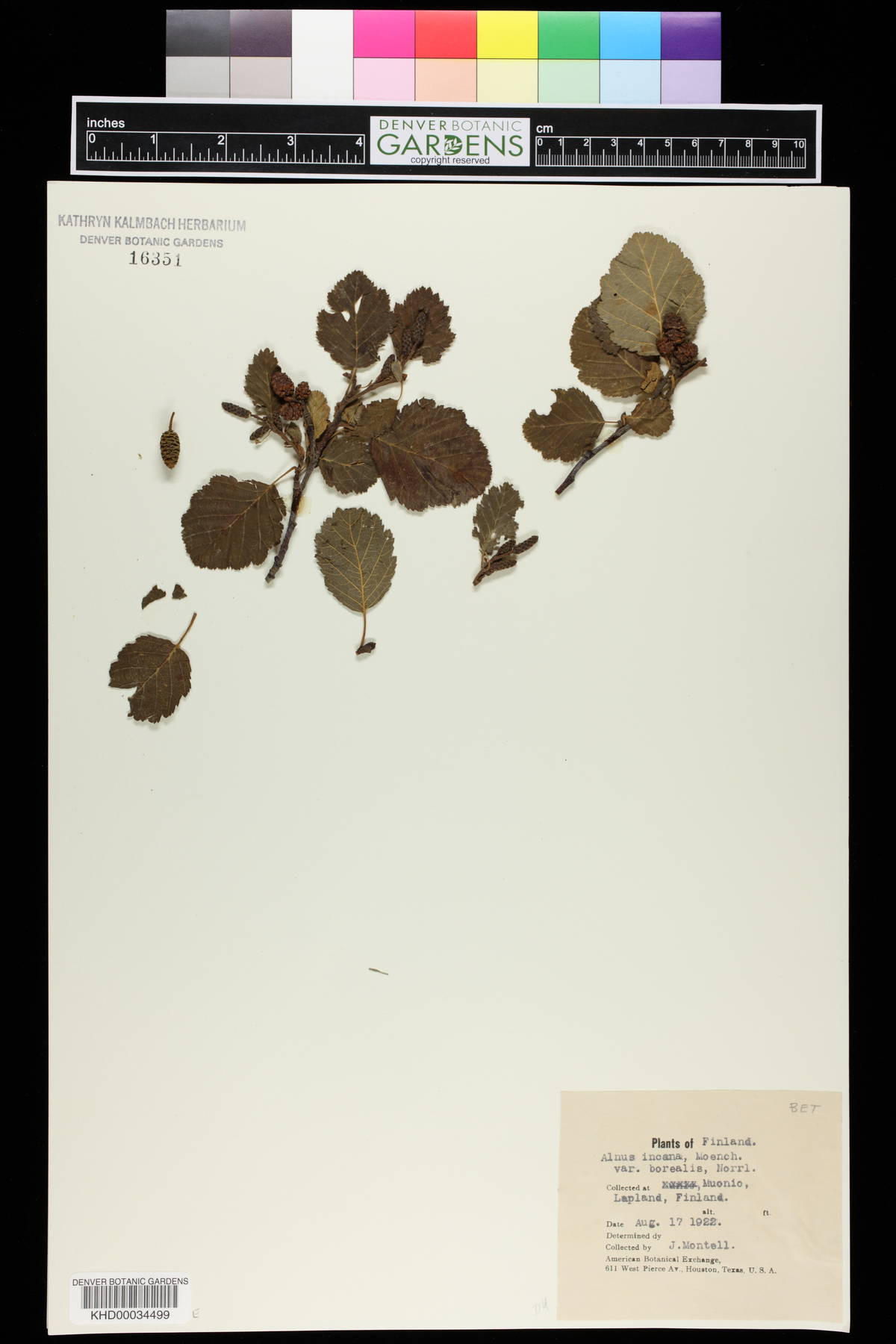 Alnus incana subsp. incana image