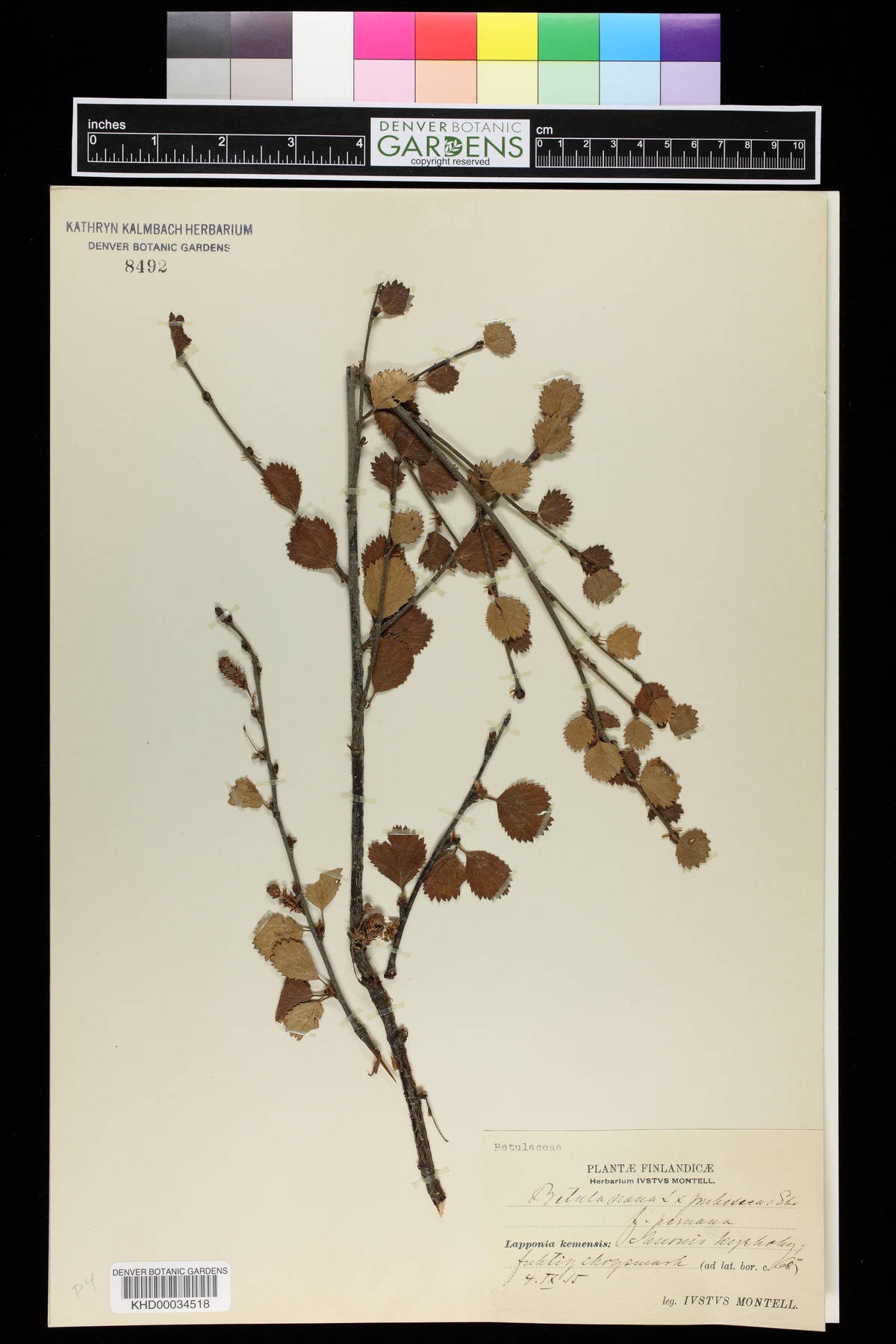 Betula nana image