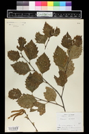 Betula nigra image