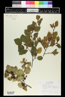 Betula occidentalis image