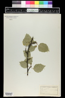 Betula papyrifera image