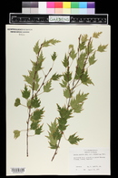 Betula pendula subsp. pendula image