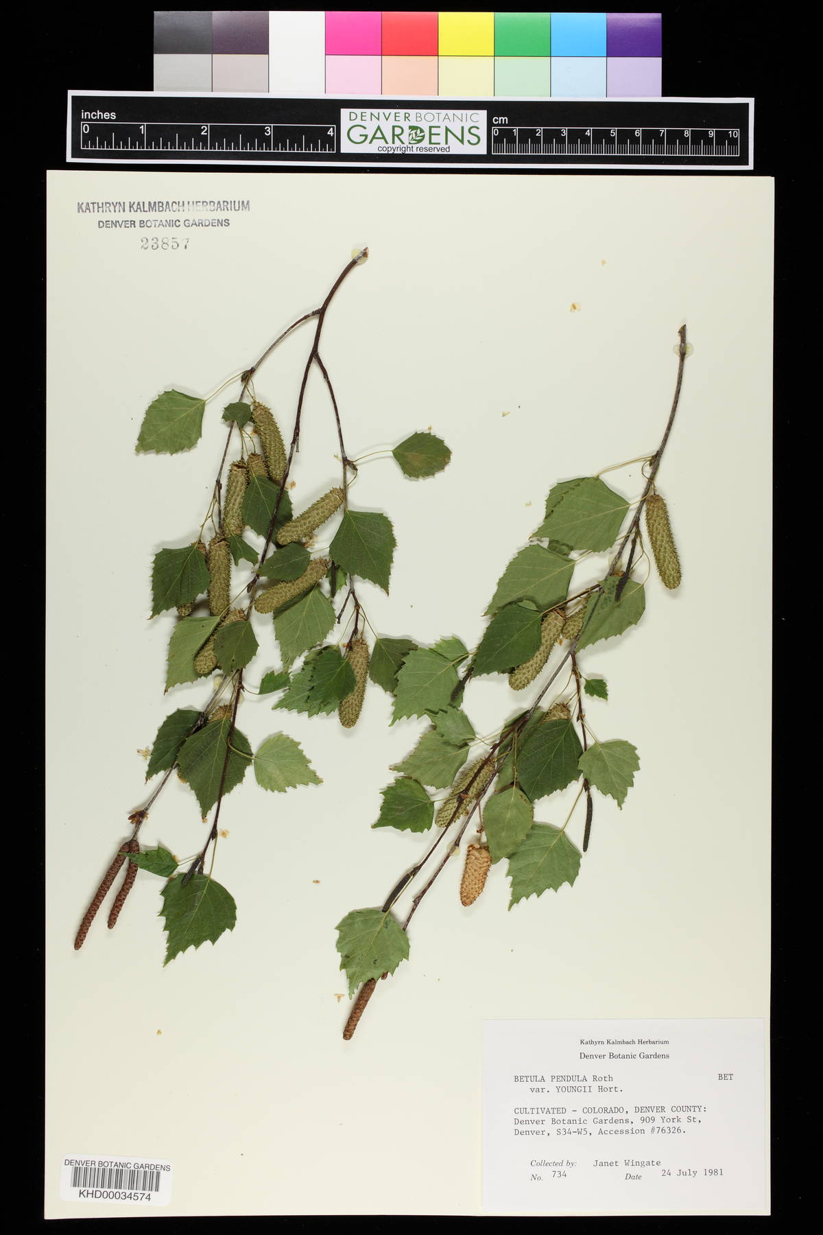 Betula pendula subsp. pendula image