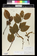 Betula alleghaniensis image