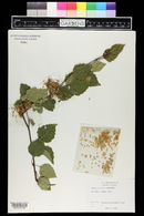 Betula caerulea image