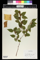 Betula costata image