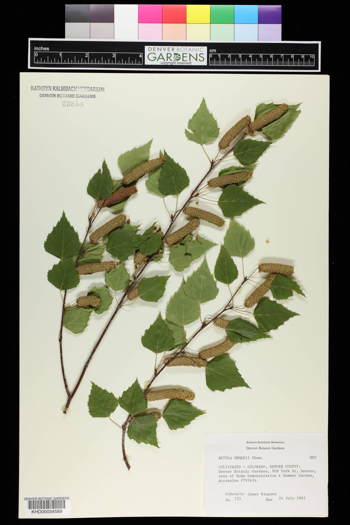 Betula ermanii image