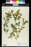 Betula maximowicziana image