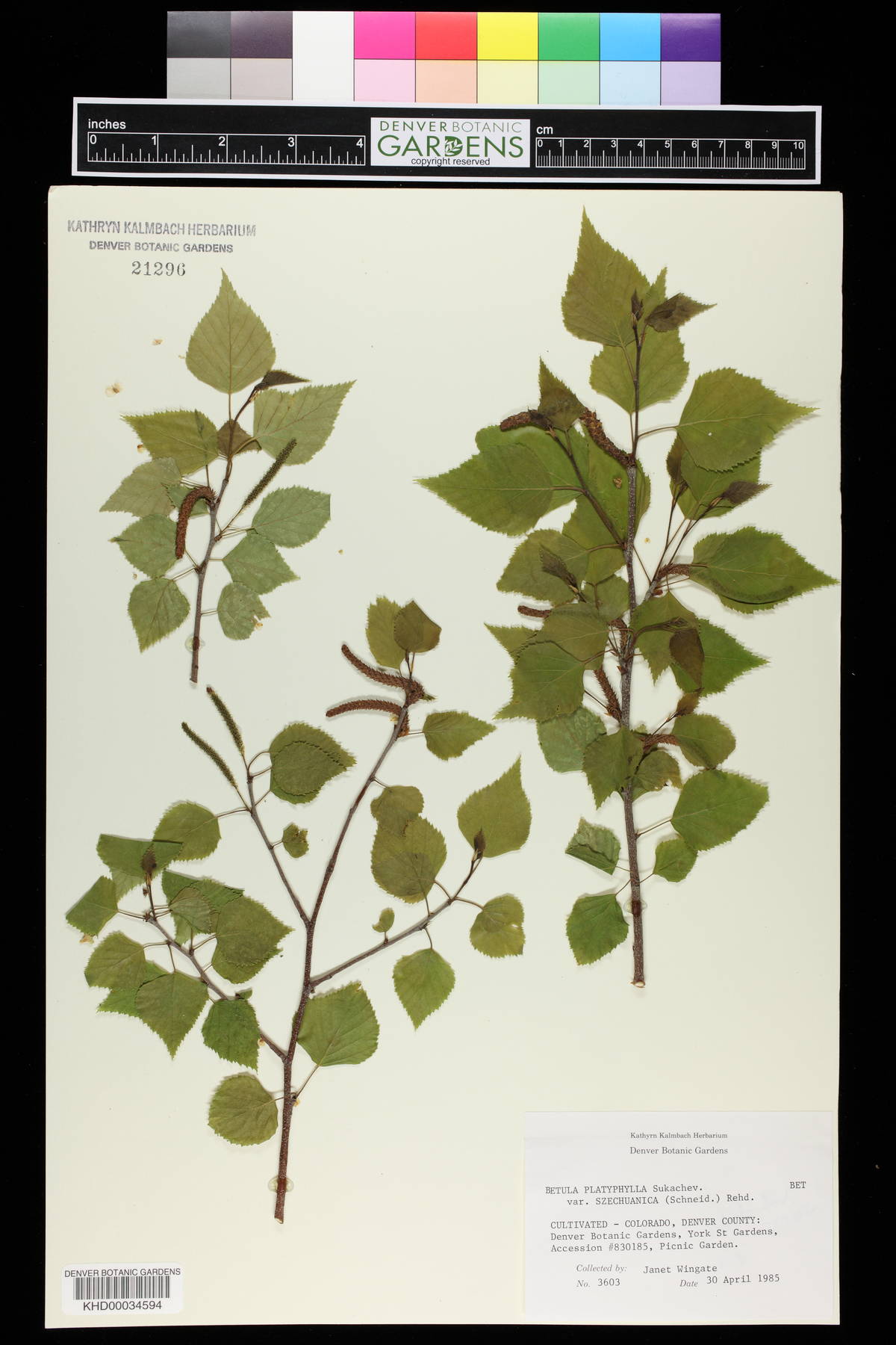 Betula platyphylla var. szechuanica image