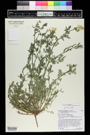 Corydalis aurea image