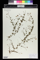 Lespedeza repens image