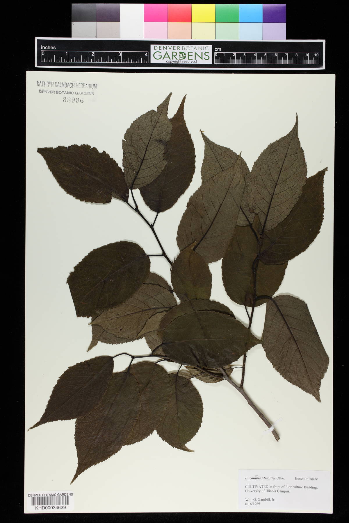 Eucommia ulmoides image