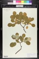 Cotinus coggygria image