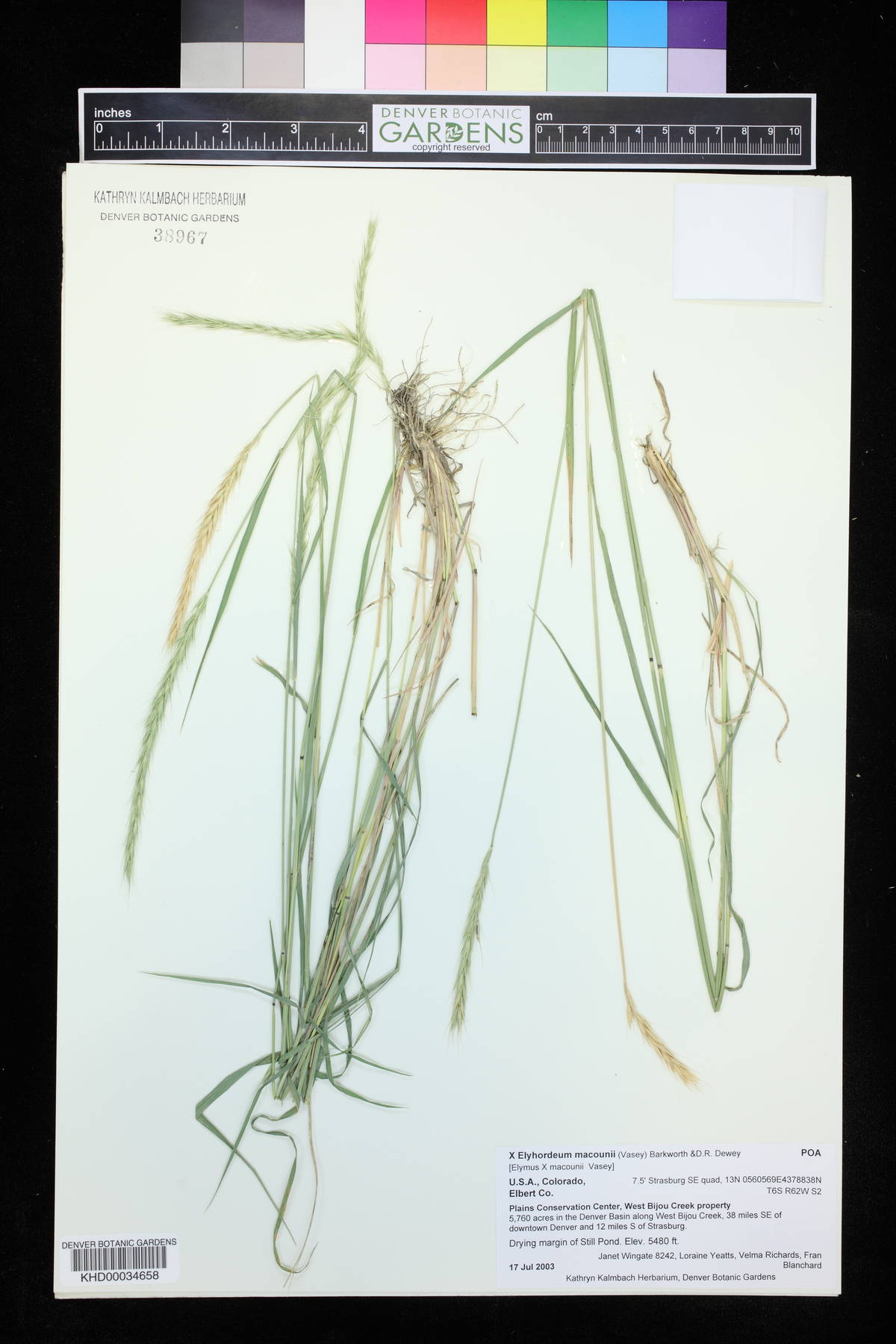 x Elyhordeum macounii image