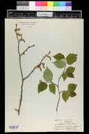 Corylus cornuta image