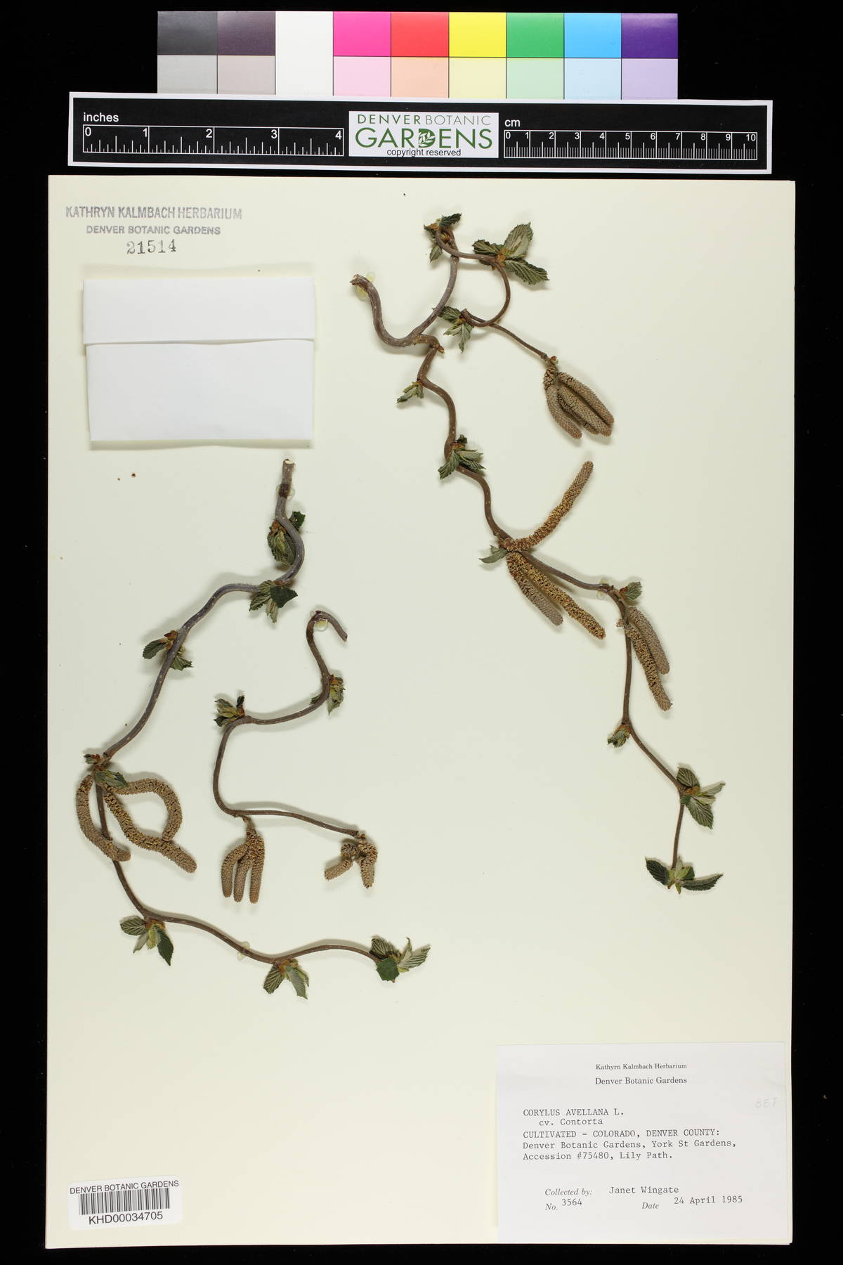 Corylus avellana var. avellana image