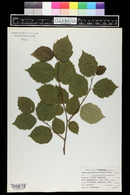 Corylus cornuta image