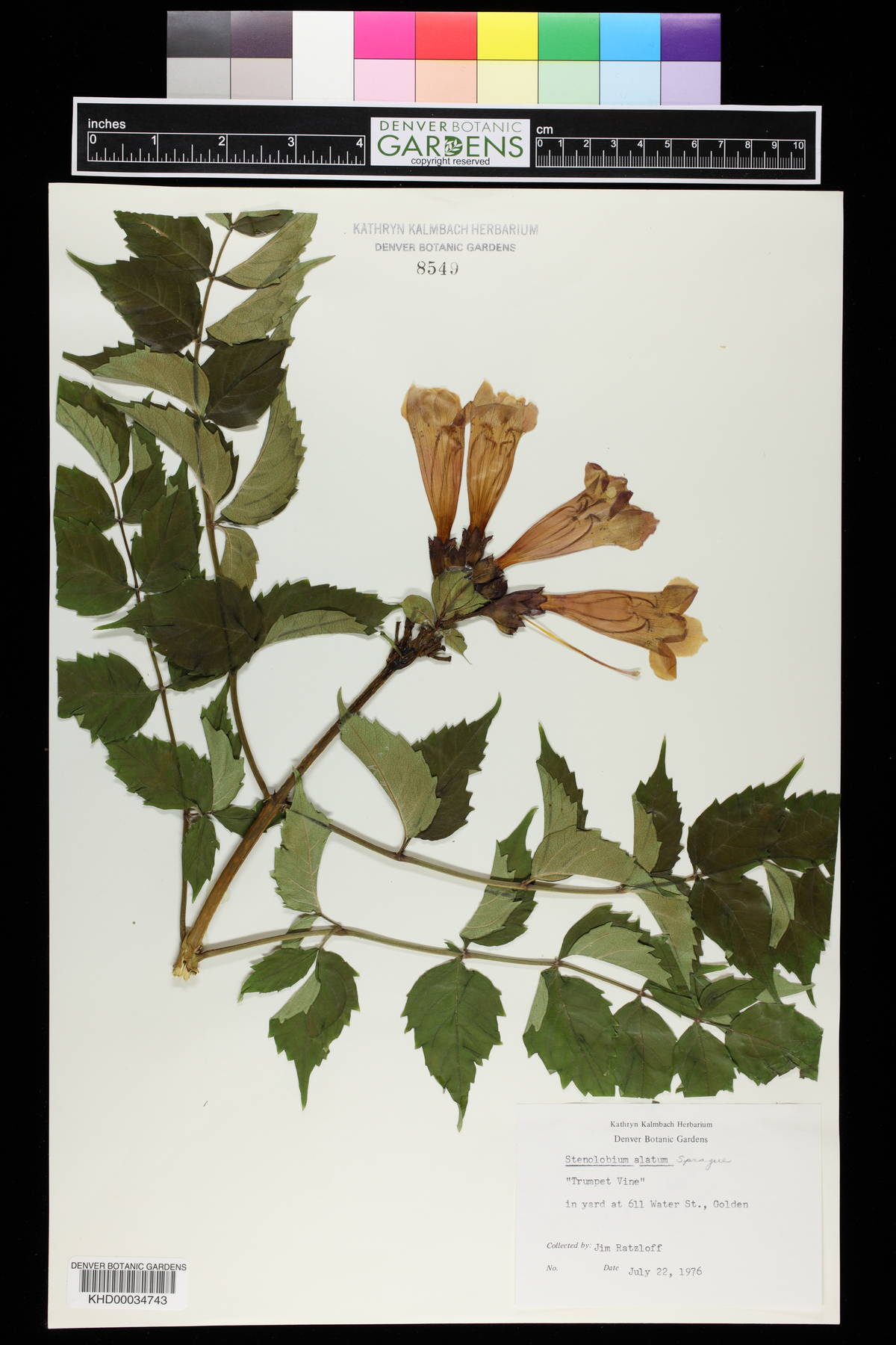 Tecoma fulva subsp. guarume image