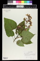 Catalpa bignonioides image