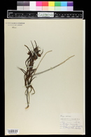 Chilopsis linearis image