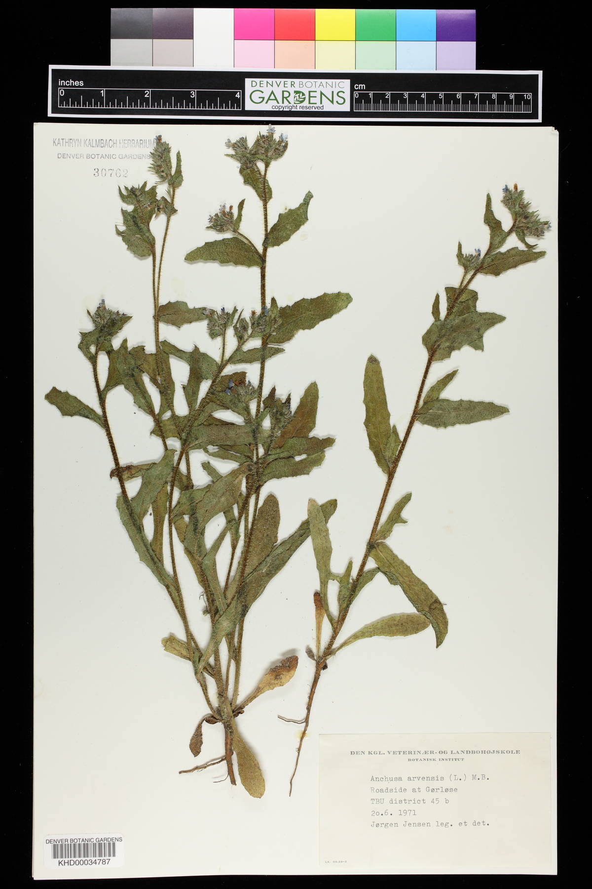Anchusa arvensis image